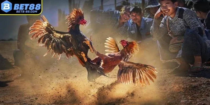 Môi trường trong chăn nuôi gà đá bo